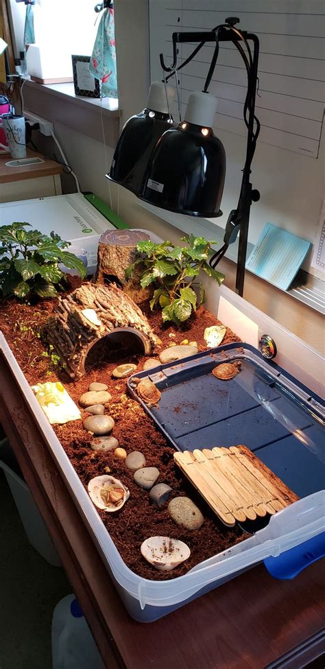 3 toed box turtle indoor habitat | Tortoise habitat, Pet turtle, Turtle ...