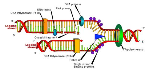 Replisome - Wikipedia