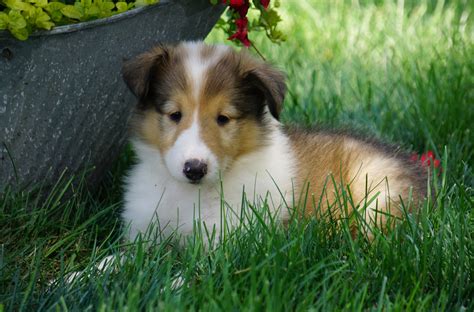 AKC Registered Lassie Collie For Sale Fredericksburg, OH Female- Lily – AC Puppies LLC