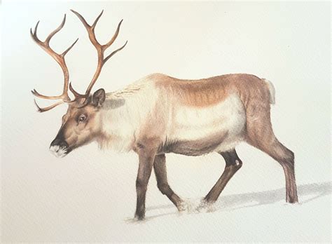 Reno - Reindeer , Lápiz, Dibujos, comprar arte original