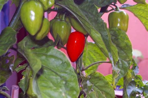 How to Grow an Habanero Plant - Happy DIY Home