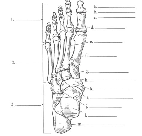 Foot Anatomy Labeling Diagram | Quizlet