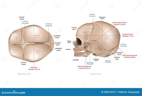 Fetal Skull Dimensions. Superior View and Lateral View of the Fetal Skull Showing the Sutures ...