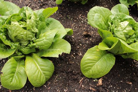 Buy Lettuce - Little Gem - Growers Organics