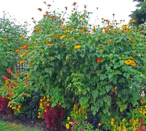 Mexican sunflower, Tithonia rotundifolia – Master Gardener Program | Mexican sunflower, Cool ...