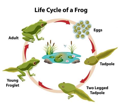 How to Properly Care for Tadpoles | Raise Tadpoles to Froglets – Pets for Apartments