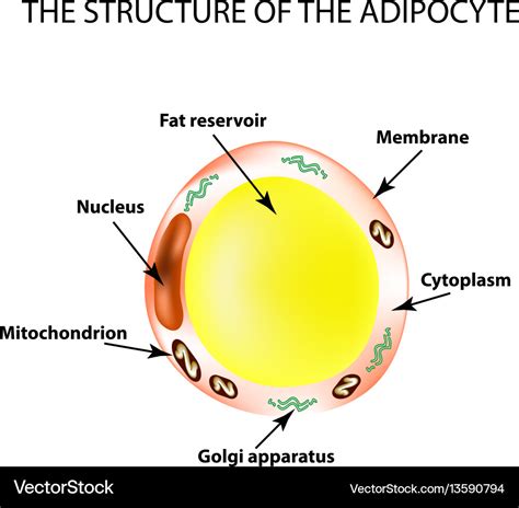 Anatomical structure fat cells Royalty Free Vector Image