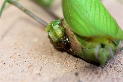 Praying Mantis Laying Eggs | Like the Grand Traverse Conserv… | Flickr