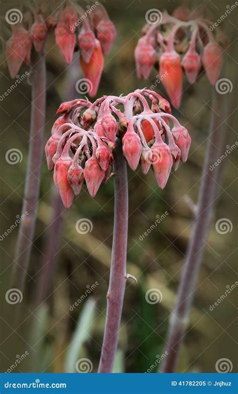 Mother of Millions Flower stock image. Image of poisonous - 41782205