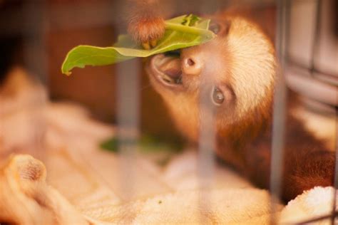 Cute Baby Sloth Eating Lettuce