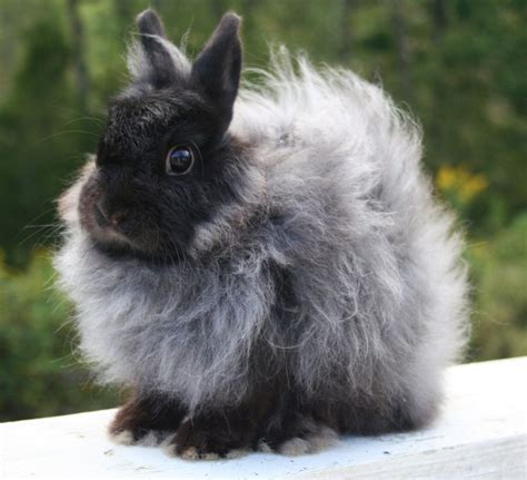 Adult Jersey Wooly Rabbit. | Barnyard | Pinterest