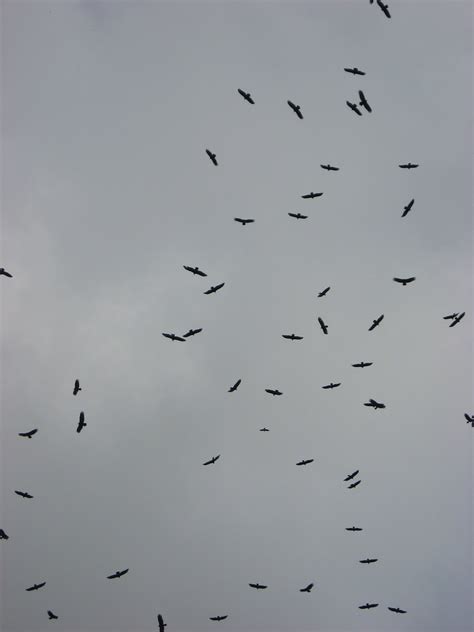 Turkey Vulture Migration | A miniscule portion of a stream o… | Flickr