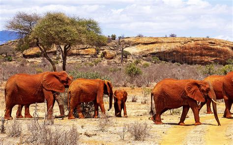 Tsavo West & East - Maasai Loita Tours