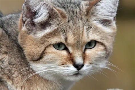 Sand Cat - BigCatsWildCats