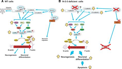 Schematic model of 14-3-3 protein functions in developing cerebral... | Download Scientific Diagram