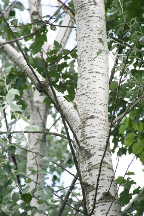 Populus alba (Тополь белый) | Tree identification, Tree bark texture ...