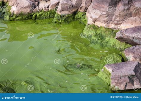 Cyanobacteria in Taihu Lake Stock Photo - Image of growth, leaf: 69379204