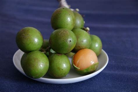 Quenepa (Mamones): Season, Where to Buy and Eating | Try Green Recipes