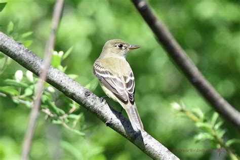 Alder Flycatcher - Big Year Birding