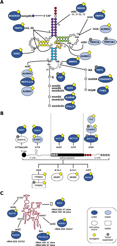 Landscape of tRNA, rRNA, and mRNA modifications associated with RNA... | Download Scientific Diagram