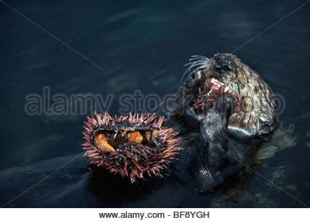 Sea otter eating sea urchin Stock Photo: 309819586 - Alamy