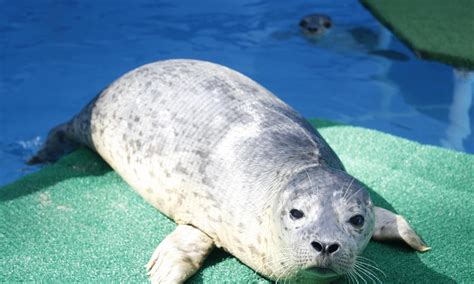 Harbor Seals - PAWS