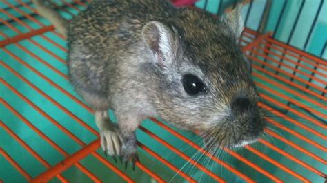 The 10 Best Gerbil Cage Options on the Market