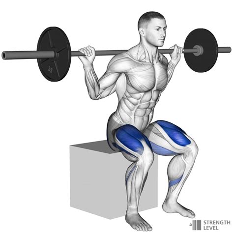 Box Squat Standards for Men and Women (lb) - Strength Level