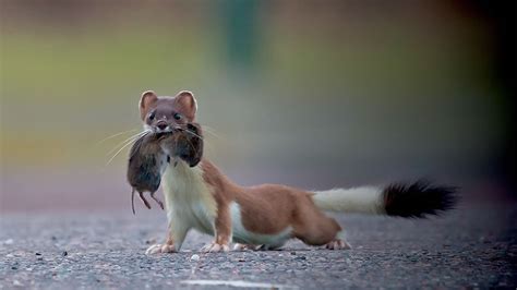 Unique wildlife in Orkney and where to find it | NorthLink Ferries