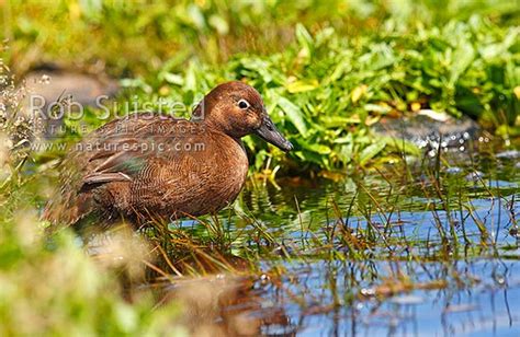 Auckland Island flightless teal (Anas a. aucklandica) feeding on lake edge, Enderby Island ...