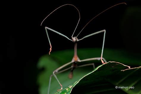 Dancing Stick insect by melvynyeo on DeviantArt