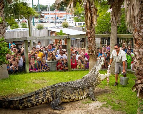 Utan - King of the Crocs - Alligator Adventure