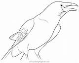 Crow Coloring Clipart Pages Colouring Clip Printable Outline Birds  sketch template
