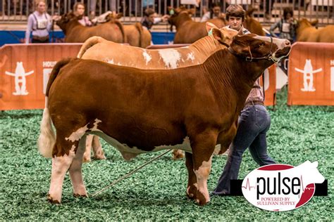 RCC Blog: Grand Champion Simmental Steer - Houston Livestock Show - Sired By MAB!!