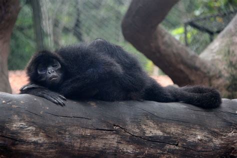 black-headed spider monkey (Ateles fusciceps) - ZooChat