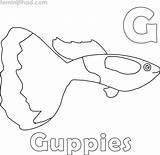 Guppy Coloring Pages PDF  Coloringfoldercom sketch template