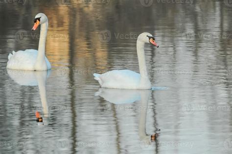 Swans on the lake 15748608 Stock Photo at Vecteezy