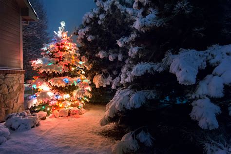 Brightly Lit Snow Covered Christmas Tree Outdoors At Night Stock Photo ...