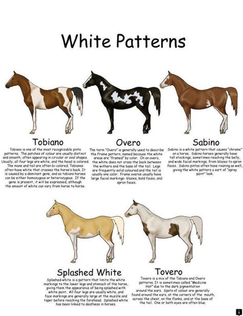 Paint Horse Patterns | Horses, Horse coat colors, Horse markings