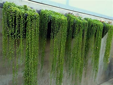 Curio rowleyanus (String of Pearls) - World of Succulents | Plantas para jardim vertical ...