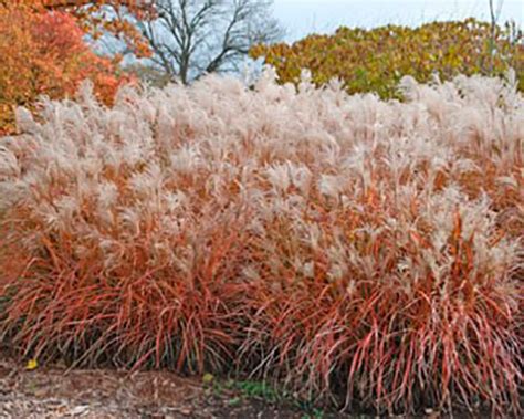 Fall and Winter Care for Ornamental Grasses | WHAV