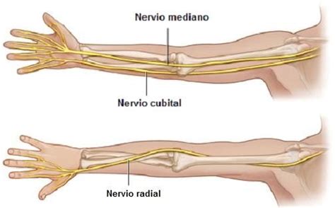 Nervio radial: qué es, anatomía, funciones y patologías | Nervio medio, Nervio mediano, Anatomia ...