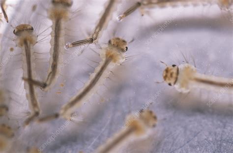 Dengue mosquito larvae - Stock Image - Z341/0298 - Science Photo Library