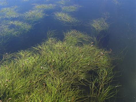 How To Get Rid Of Sago Pondweed | Identifying Sago Pondweed