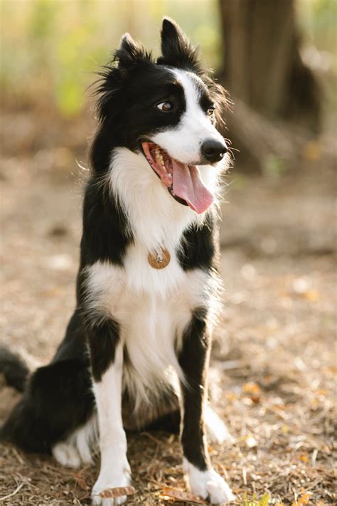 5 Border Collie Cross Kelpie Facts - PetsForHomes