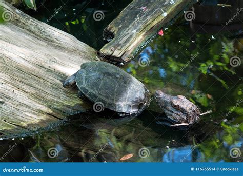 Turtle Running Away from Baby Alligator Stock Photo - Image of chasing, water: 116765514