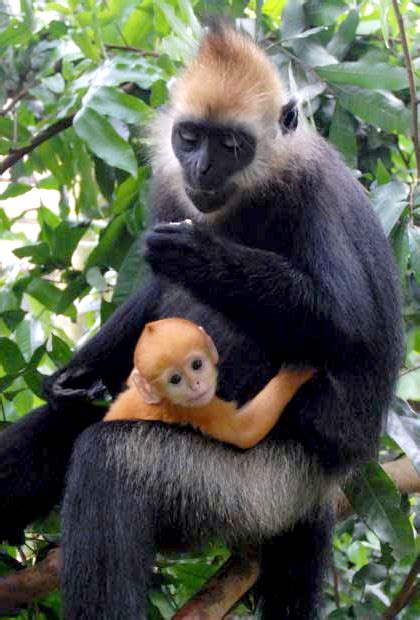 Cat Ba Langur – Endangered Primate Rescue Center