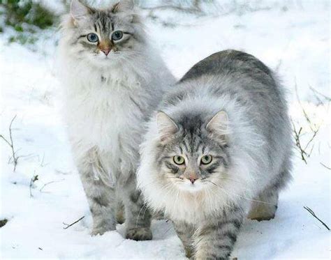 Norwegian-Forest-Cat-Maine-Coon-Mix | Petcon News Me