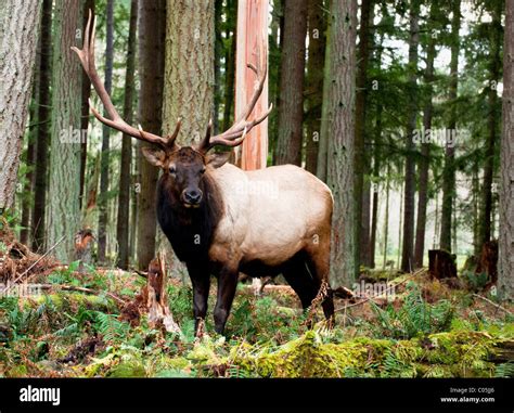 "North American Roosevelt Elk in the forests of Washington State, USA ...