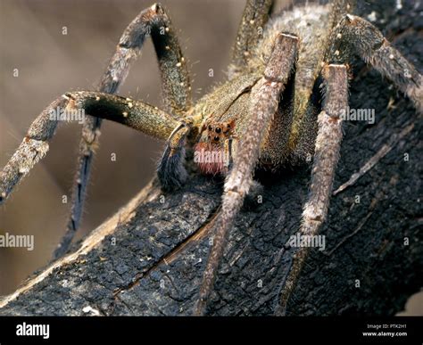 Brazilian wandering spider (Phoneutria) on a branch, venomous spider from south america also ...